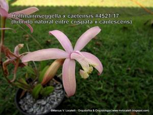 Cattleya caetensis