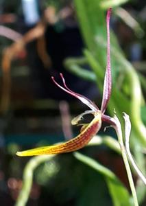 Restrepia Bouvet