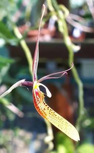Restrepia Bouvet