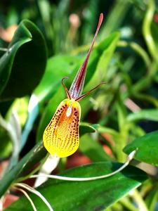 Restrepia Bouvet