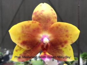 Phalaenopsis Meidarland Smith Queen