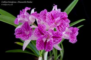 Brassocatanthe Interglossa-Maikai