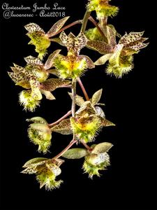 Clowesetum Jumbo Lace