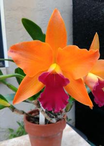 <i>Rhyncattleanthe</i> Little Fortune