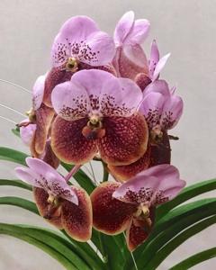 Vanda Pimsai