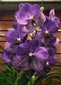 Vanda Rothschildiana