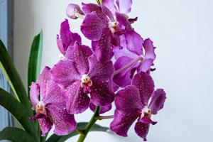 <i>Papilionanda</i> Mimi Palmer-Richard Peterson
