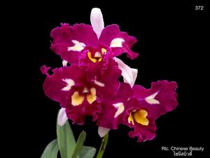 Rhyncholaeliocattleya Chinese Beauty