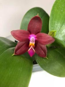 Phalaenopsis Kingfisher's Kaiulani King