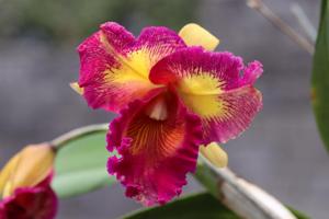 Rhyncholaeliocattleya Taiwan Queen