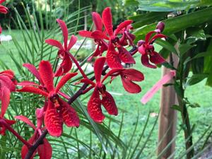 Renanopsis Lion's Splendor