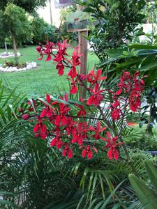 Renanopsis Lion's Splendor