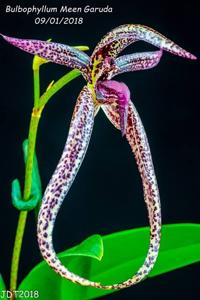 Bulbophyllum Meen Garuda