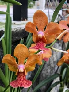 Papilionanda Beth