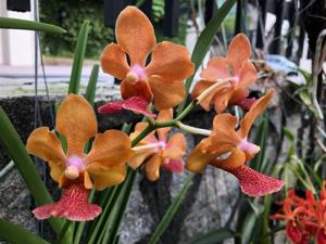 Papilionanda Beth