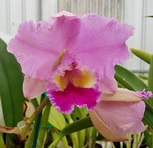 Rhyncholaeliocattleya Burdekin Dream