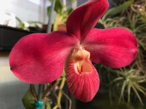 Phragmipedium Peruflora's Cirila Alca