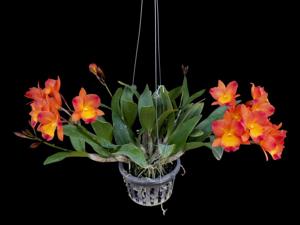 Volkertara Samantha Marko