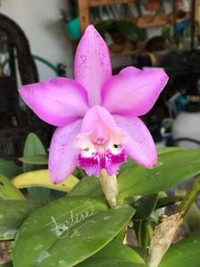 <i>Cattleya</i> Woodend