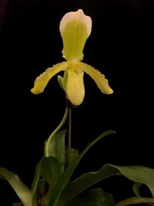 Paphiopedilum Meda Ballard