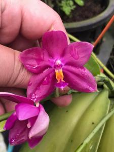 Phalaenopsis Agnes Sng