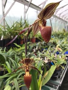 Paphiopedilum William Ambler