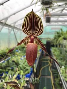 Paphiopedilum William Ambler