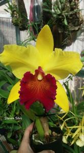 Rhyncholaeliocattleya Alma Kee