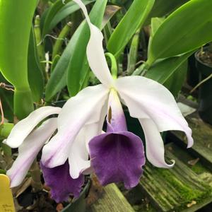 Cattleya Wolterii