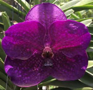 Vanda Brighton's Pink Delight