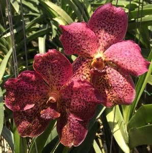 Vanda Brighton's Pink Delight