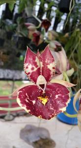 Catasetum Susan Fuchs