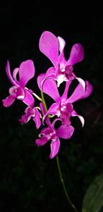 Dendrobium Jaya Srani