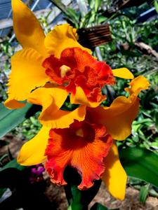 Rhyncholaeliocattleya Apricot Flare