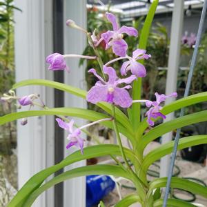 Vanda coerulescens-Karnda