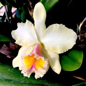 Rhyncholaeliocattleya George King