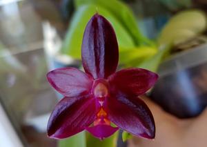 Phalaenopsis Valentinii