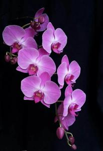 Phalaenopsis Butterfly