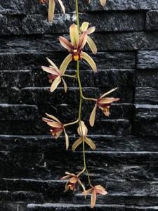 Cymbidium Tavoy