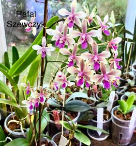 Phalaenopsis Memoria Herman Sweet