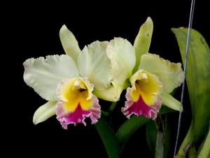 Rhyncholaeliocattleya Suan Puttan