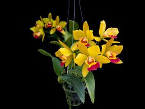 Cattlianthe Jiara Star