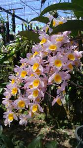 Dendrobium Rosy Cluster