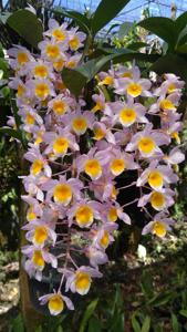 Dendrobium Rosy Cluster