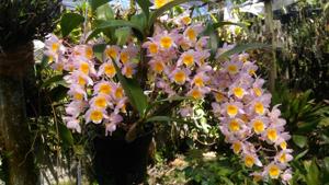 Dendrobium Rosy Cluster