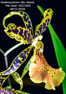 Gombrassiltonia Hilo Ablaze