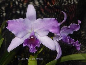 Cattlianthe Mary Elizabeth Bohn