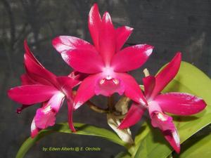 Cattlianthe Gigi Andrae Louis