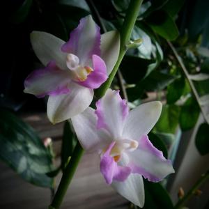 Phalaenopsis pulcherrima-Luedde-violacea