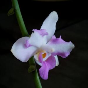 Phalaenopsis pulcherrima-Luedde-violacea